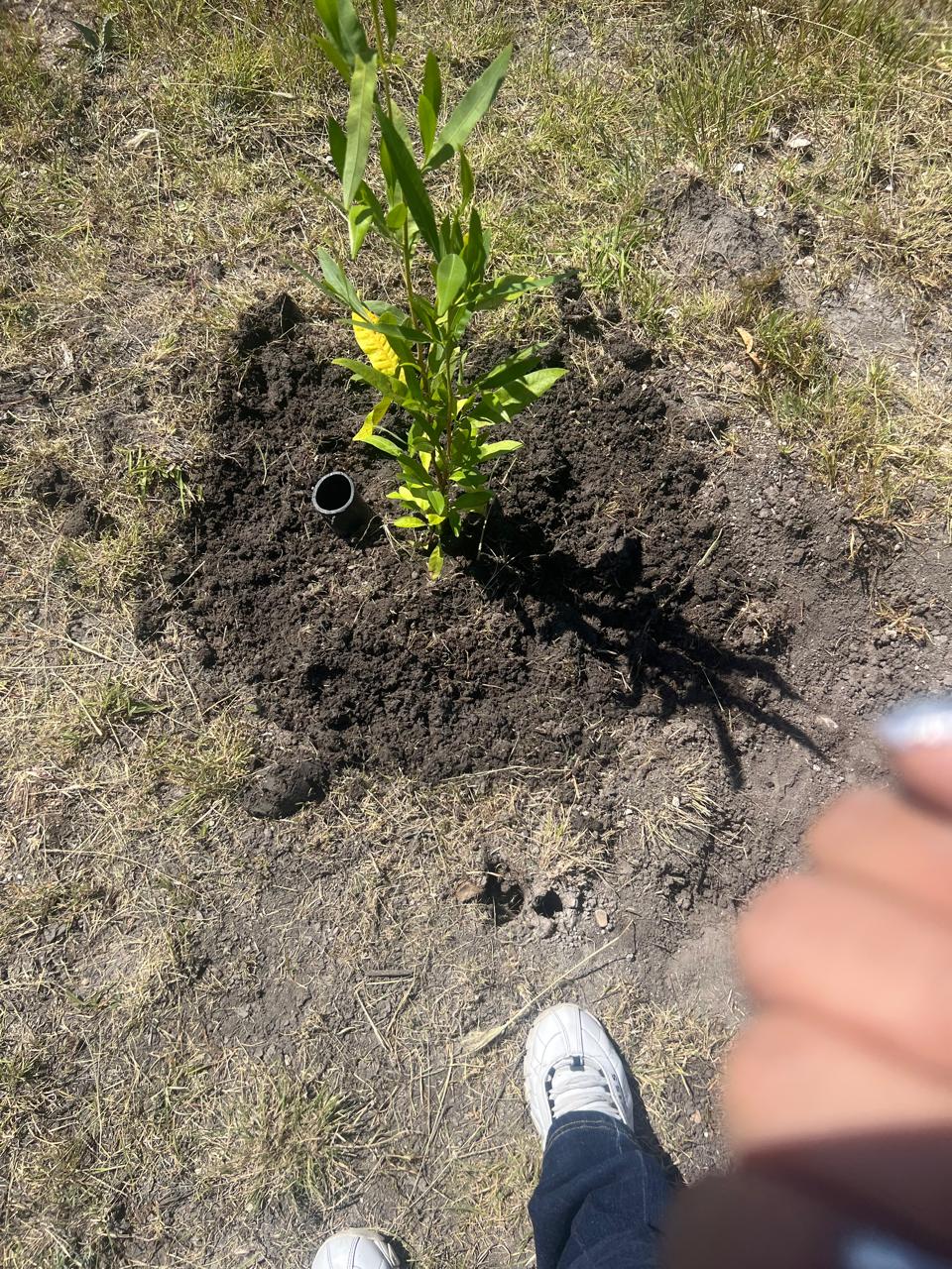 Reforestación Puebla